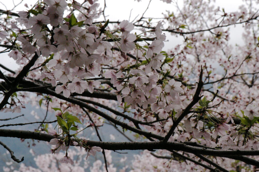 くもりぞらに、少し葉の入った満開の桜